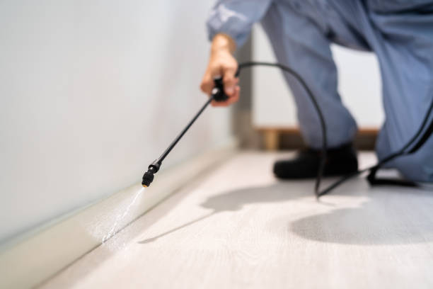 Certified termite inspector examining foundation in Fairfax